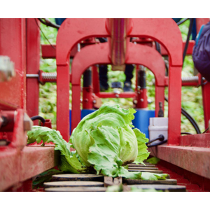 Un robot de récolte équipé d'une caméra IDS automatise la récolte des salades